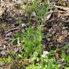 Myosotis discolor at O'Connor, ACT - 19 Oct 2022 11:36 AM