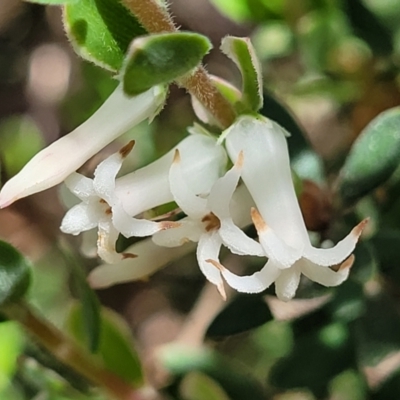 Brachyloma daphnoides (Daphne Heath) at O'Connor, ACT - 19 Oct 2022 by trevorpreston