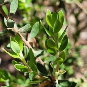 Brachyloma daphnoides at O'Connor, ACT - 19 Oct 2022