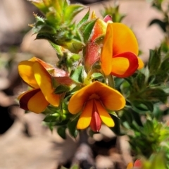 Pultenaea procumbens (Bush Pea) at O'Connor, ACT - 19 Oct 2022 by trevorpreston