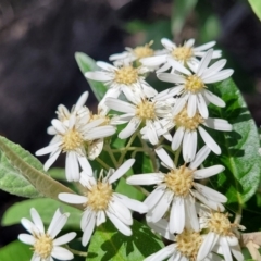 Olearia lirata (Snowy Daisybush) at O'Connor, ACT - 19 Oct 2022 by trevorpreston