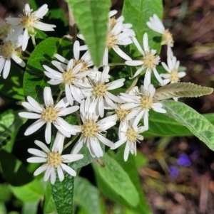 Olearia lirata at O'Connor, ACT - 19 Oct 2022 11:44 AM