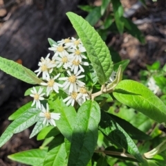 Olearia lirata at O'Connor, ACT - 19 Oct 2022 11:44 AM