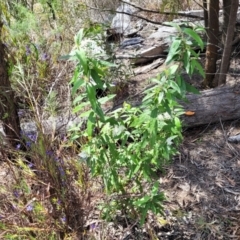 Olearia lirata at O'Connor, ACT - 19 Oct 2022 11:44 AM