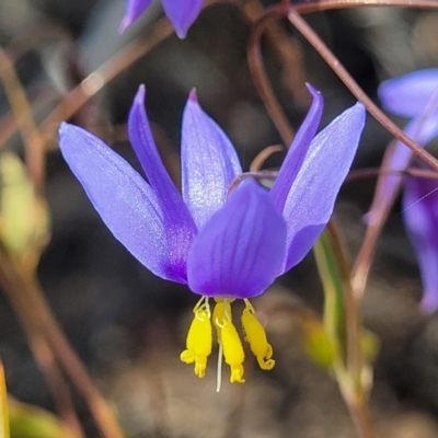 Stypandra glauca (Nodding Blue Lily) at O'Connor, ACT - 19 Oct 2022 by trevorpreston