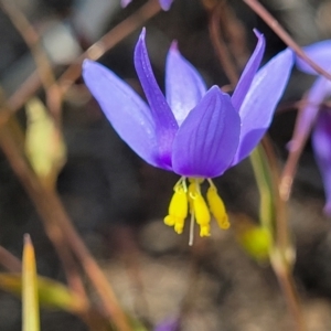 Stypandra glauca at O'Connor, ACT - 19 Oct 2022