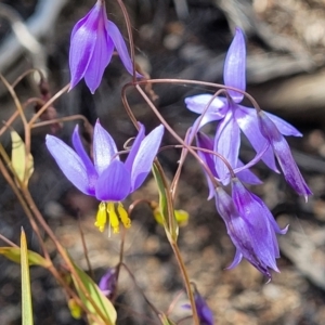 Stypandra glauca at O'Connor, ACT - 19 Oct 2022