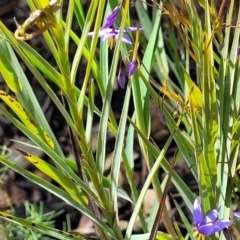 Stypandra glauca at O'Connor, ACT - 19 Oct 2022