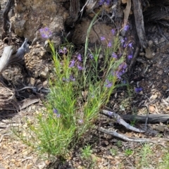 Stypandra glauca at O'Connor, ACT - 19 Oct 2022