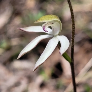 Caladenia moschata at Point 5811 - suppressed