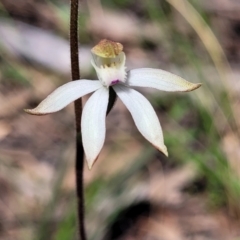 Caladenia moschata at Point 5811 - suppressed