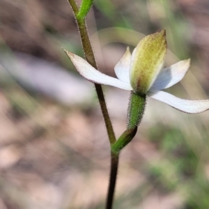 Caladenia moschata at Point 5811 - suppressed