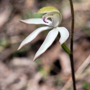 Caladenia moschata at Point 5811 - suppressed