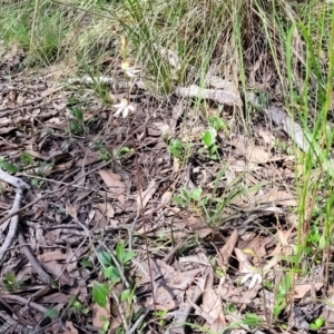 Caladenia moschata at Point 5811 - suppressed