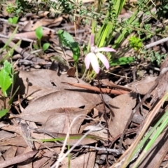 Caladenia fuscata at O'Connor, ACT - suppressed