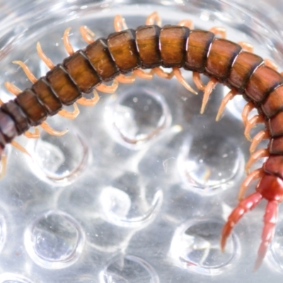 Cormocephalus aurantiipes (Orange-legged Centipede) at Evatt, ACT - 18 Oct 2022 by Thurstan