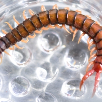 Cormocephalus aurantiipes (Orange-legged Centipede) at Evatt, ACT - 19 Oct 2022 by Thurstan
