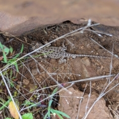 Tympanocryptis osbornei at Maffra, NSW - suppressed