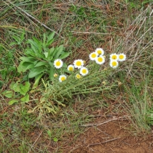 Brachyscome diversifolia var. diversifolia at Watson, ACT - 19 Oct 2022