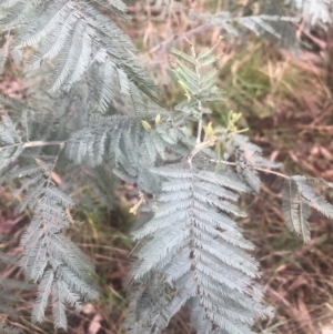 Acacia dealbata at Belconnen, ACT - 6 Oct 2022