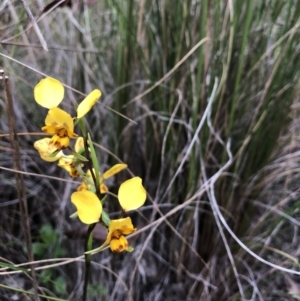 Diuris nigromontana at Bruce, ACT - 13 Oct 2022