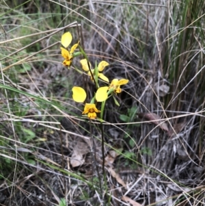 Diuris nigromontana at Bruce, ACT - 13 Oct 2022