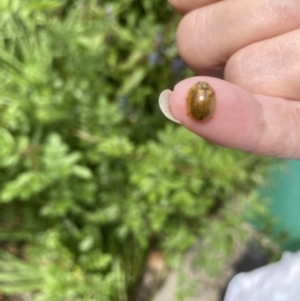 Paropsisterna cloelia at Theodore, ACT - 19 Oct 2022