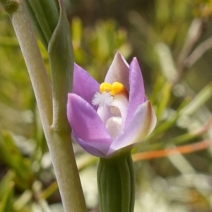 Thelymitra pauciflora at Coree, ACT - suppressed