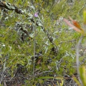 Thelymitra pauciflora at Coree, ACT - suppressed