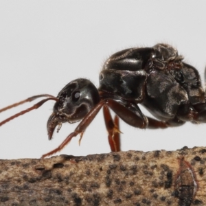 Iridomyrmex purpureus at Evatt, ACT - 19 Oct 2022 06:19 AM