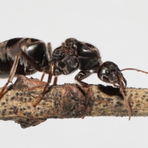 Iridomyrmex purpureus at Evatt, ACT - 19 Oct 2022 06:19 AM