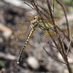 Hemicordulia tau (Tau Emerald) at Stromlo, ACT - 18 Oct 2022 by RobG1