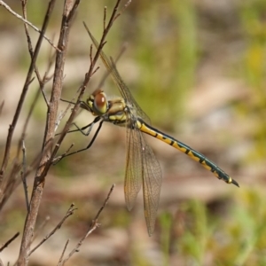 Hemicordulia tau at Stromlo, ACT - 19 Oct 2022