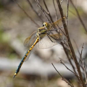 Hemicordulia tau at Stromlo, ACT - 19 Oct 2022