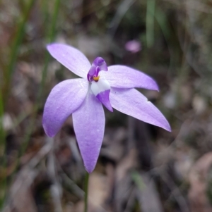 Glossodia major at Aranda, ACT - suppressed