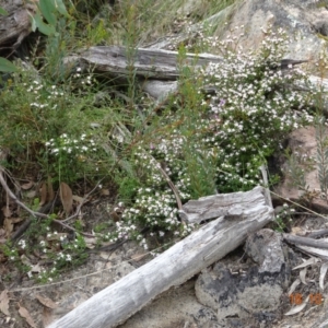 Boronia algida at Paddys River, ACT - suppressed