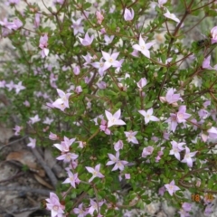 Boronia algida at Paddys River, ACT - suppressed