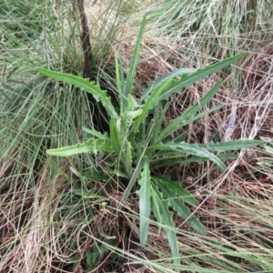 Senecio sp. at Booth, ACT - 11 Oct 2022