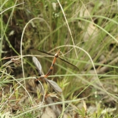 Leptotarsus (Macromastix) sp. (genus & subgenus) (Unidentified Macromastix crane fly) at Bungonia State Conservation Area - 18 Oct 2022 by GlossyGal