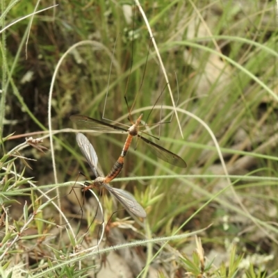 Leptotarsus (Macromastix) sp. (genus & subgenus) (Unidentified Macromastix crane fly) at Bungonia State Conservation Area - 18 Oct 2022 by GlossyGal
