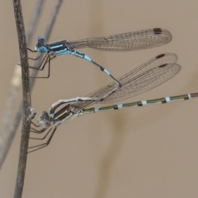 Austrolestes leda (Wandering Ringtail) at Stromlo, ACT - 19 Oct 2022 by SWishart