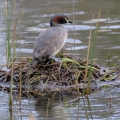 Tachybaptus novaehollandiae (Australasian Grebe) at Molonglo Valley, ACT - 19 Oct 2022 by Kurt