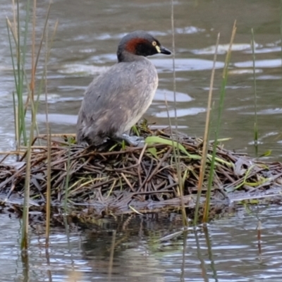 Tachybaptus novaehollandiae (Australasian Grebe) at Molonglo River Reserve - 19 Oct 2022 by Kurt