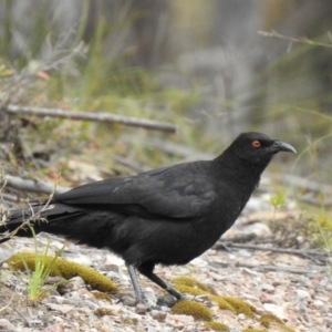 Corcorax melanorhamphos at Bungonia, NSW - 18 Oct 2022 12:46 PM