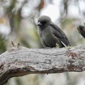 Artamus cyanopterus at Bungonia, NSW - 18 Oct 2022