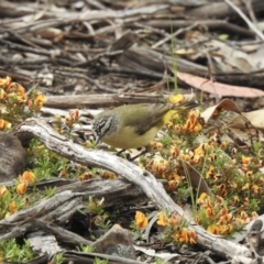 Acanthiza chrysorrhoa (Yellow-rumped Thornbill) at Bungonia, NSW - 18 Oct 2022 by GlossyGal