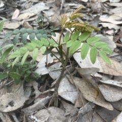 Gleditsia triacanthos (Honey Locust, Thorny Locust) at Aranda Bushland - 19 Oct 2022 by lbradley