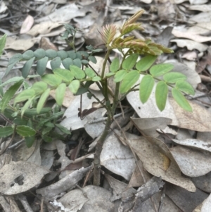 Gleditsia triacanthos at Aranda, ACT - 19 Oct 2022