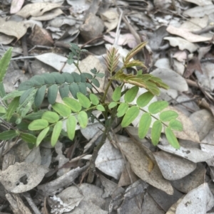 Gleditsia triacanthos at Aranda, ACT - 19 Oct 2022