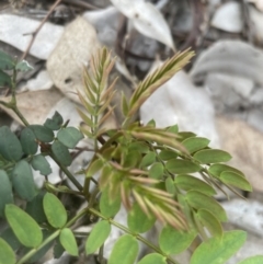 Gleditsia triacanthos at Aranda, ACT - 19 Oct 2022